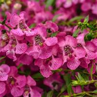 AngelMist<sup>®</sup> Spreading Pink Angelonia