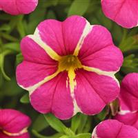 Cha-Cha™ Hot Pink Star Calibrachoa