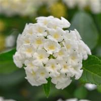 Landmark™ White 26 Lantana