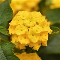 Landmark™ Yellow 26 Lantana