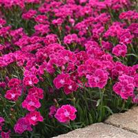 Dianthus Mountain Frost™ Rose Bouquet