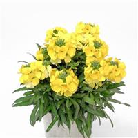 Erysimum Brightside™ Yellow
