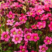 Saxifraga x arendsii Marto™ Rose
