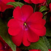 Solarscape<sup>®</sup> XL Red Glow Interspecific Impatiens