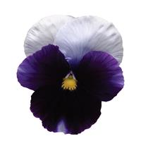 Spring Matrix™ Beaconsfield Pansy