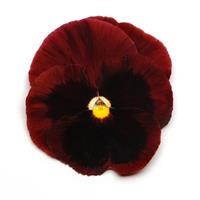 Spring Matrix™ Red Blotch Pansy