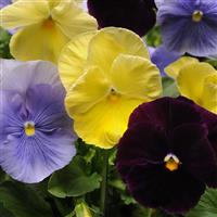 Spring Matrix™ Tricolor Mixture Pansy