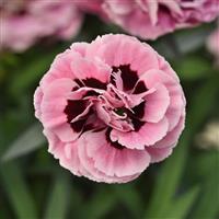Capitán™ Rose+Eye Dianthus