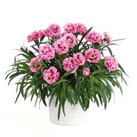 Capitán™ Rose+Eye Dianthus