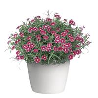 Dianthus EverLast™ Ruby Edge