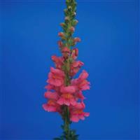 Avignon 2 Rose Cut Flower Snapdragon