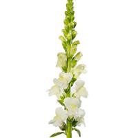 Avignon 2 Ivory Cut Flower Snapdragon
