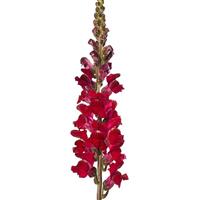 Avignon 2 Dark Red Cut Flower Snapdragon
