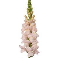 Avignon 2 Silver Cut Flower Snapdragon