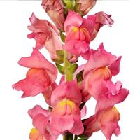 Cannes 2-3 Rose Cut Flower Snapdragon