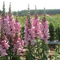 Cannes 2-3 Lavender Cut Flower Snapdragon
