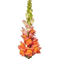 Cannes 2-3 Dark Orange Cut Flower Snapdragon