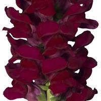 Cannes 2-3 Velvet Red Cut Flower Snapdragon
