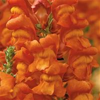 Opus Early Bronze III Cut Flower Snapdragon