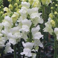 Opus Early White III Cut Flower Snapdragon