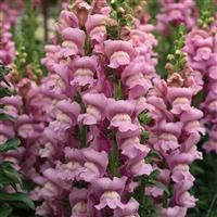 Opus Lavender III Cut Flower Snapdragon