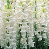 Opus White III/IV Cut Flower Snapdragon
