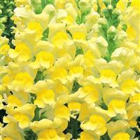 Opus Yellow III Cut Flower Snapdragon