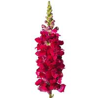 Toulon Velvet Cut Flower Snapdragon