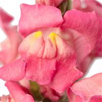 Toulon 4 Rose Cut Flower Snapdragon