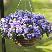 Freefall Marina Pansy