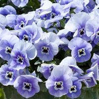 Freefall Marina Pansy