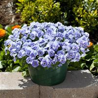 Freefall Marina Pansy