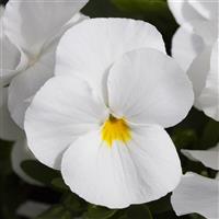 Freefall White Pansy