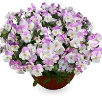 Freefall White Rose Wing Pansy