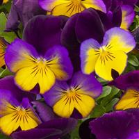 Freefall Sundown Pansy