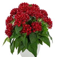 Graffiti Deep Red Pentas