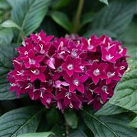 Graffiti Neon Plum Pentas