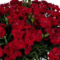 Dianthus Sprint Bordeaux