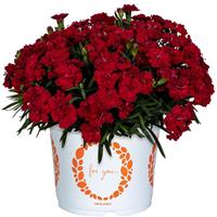 Dianthus Sprint Bordeaux