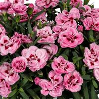 Dianthus Sprint Pink
