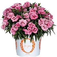 Dianthus Sprint Pink
