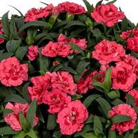 Dianthus Sprint Salmon
