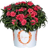 Dianthus Sprint Salmon