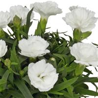 Dianthus Sprint White