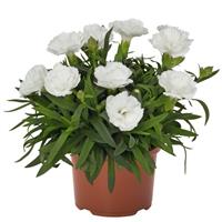 Dianthus Sprint White