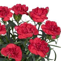 Dianthus Sprint Bright Red