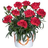 Dianthus Sprint Bright Red