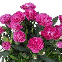 Dianthus Sprint Dark Pink
