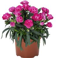 Dianthus Sprint Dark Pink