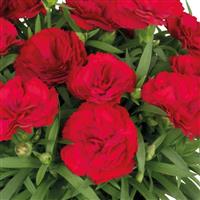 Dianthus Sprint Dark Red